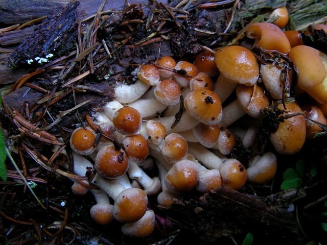 Escursione a 1500/1800,tanti funghi